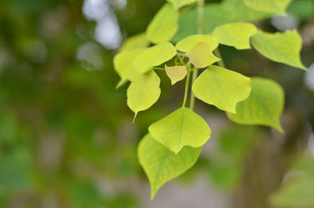 green leaves