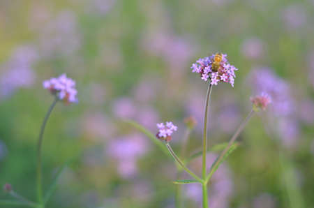 Verbena officinalis