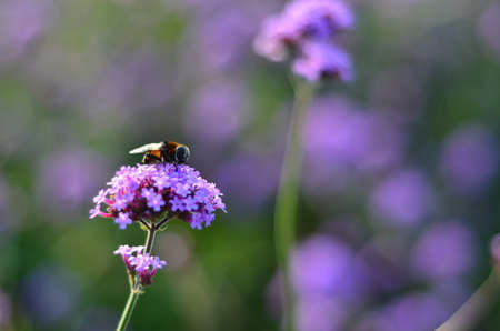 Verbena officinalisの写真素材