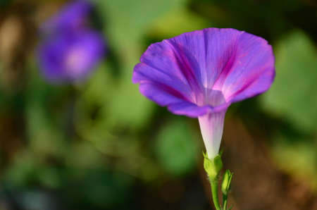 Autumn Blooming purple morning glory