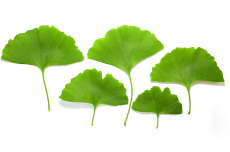 Ginkgo biloba leavesの写真素材