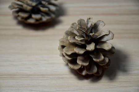 Decorative conifer conesの写真素材