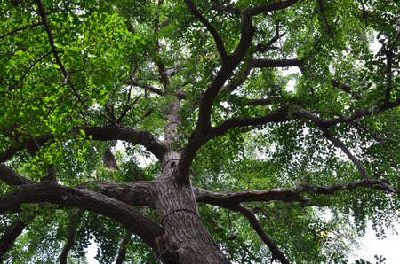 Low angle view of a tree