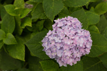Purple Hydrangeaの写真素材