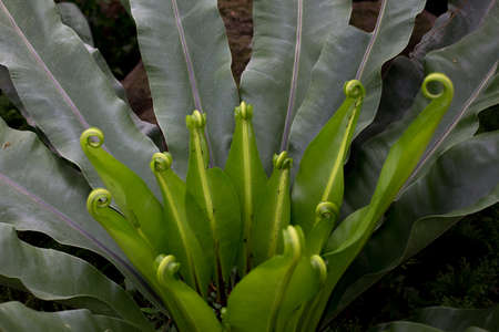 Bromeliadの写真素材