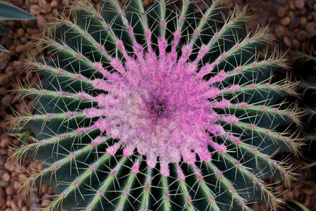 Pink Cactusの写真素材