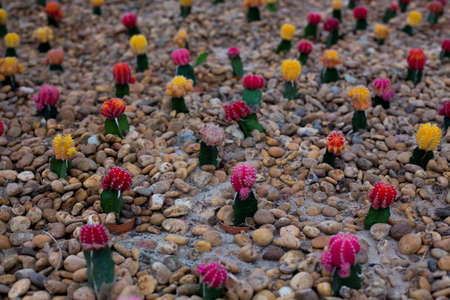 Colorful Cactus