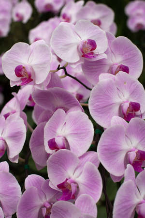 Purple Orchidの写真素材