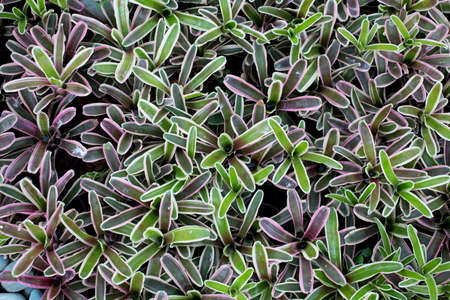 Bromeliadの写真素材