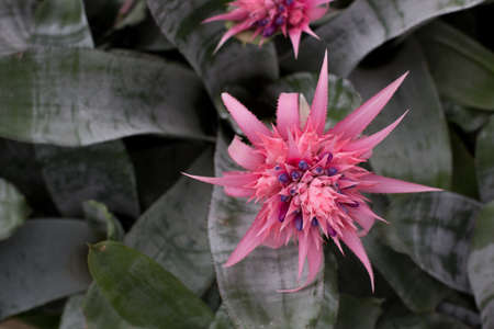Bromeliad Flowerの写真素材