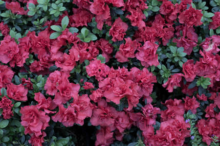 Purple Roseの写真素材