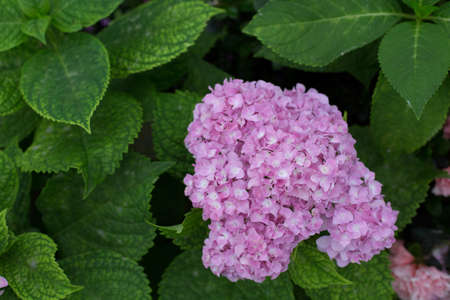 Purple Hydrangeaの写真素材