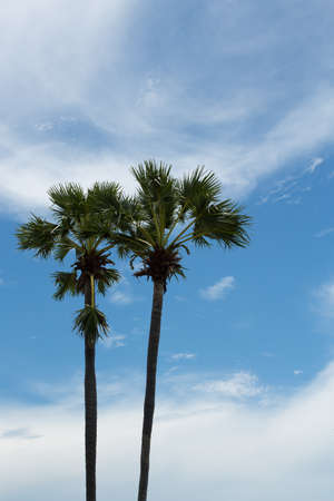Couple Tree in Marina Yacht Clubの写真素材