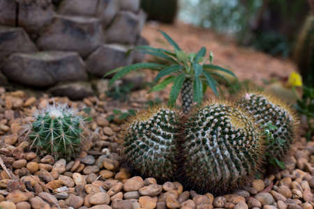 Cactus in gardenの写真素材