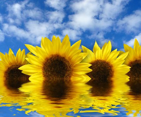 Sunflowers with a blue cloudy sky backgroundの写真素材