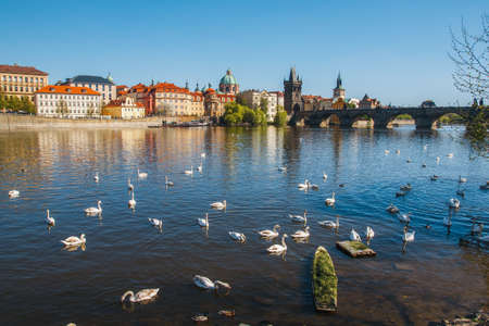 Prague. Image of Charles Bridge in Prague with swans in the foregroundの写真素材