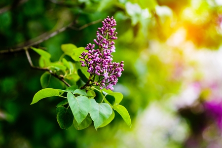 Beautiful blooming lilac flowers in spring. Nature composition.の写真素材
