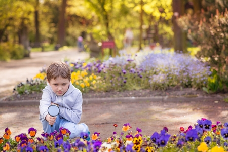7 years boy looks at the colorful flowers in the park through a magnifying glassの写真素材