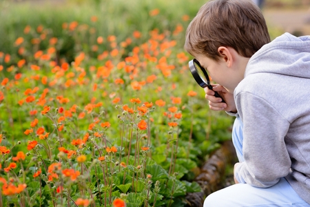 7 years boy looks at the colorful flowers in the park through a magnifying glassの写真素材