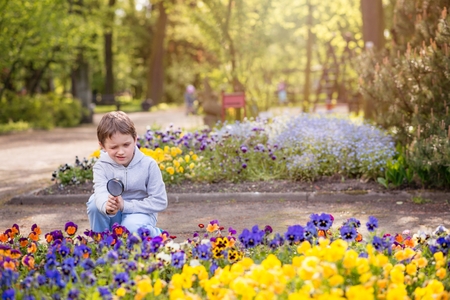 7 years boy looks at the colorful flowers in the park through a magnifying glassの写真素材