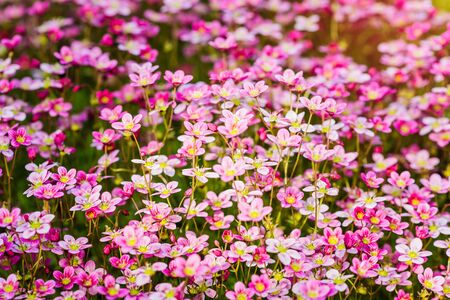 Beautiful pink flowers growing in a botanical garden.の写真素材