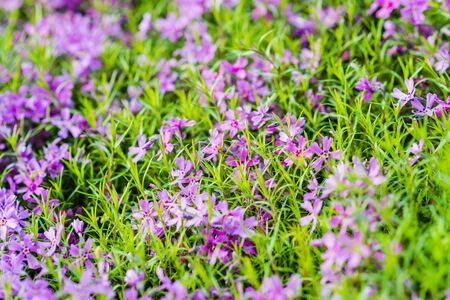 Beautiful purple flowers growing in a botanical garden.の写真素材