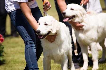 Happy young polish shepherds dogs during the summer dog show