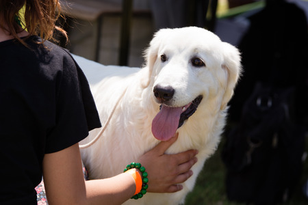 Happy young polish shepherd dogs during the summer dog show