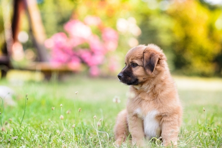 Happy little puppy dog in the gardenの写真素材