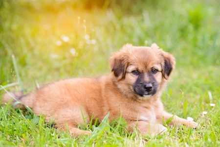 Happy little puppy dog in the gardenの写真素材