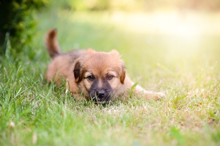 Happy little puppy dog in the gardenの写真素材