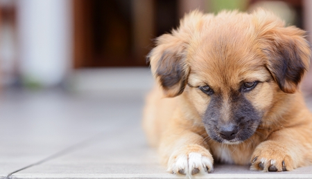 Happy little puppy dog on home terraceの写真素材