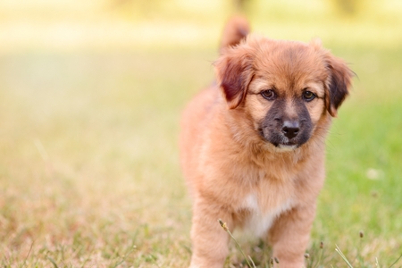 Happy little puppy dog in the gardenの写真素材