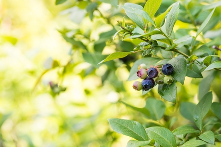 Ripe blueberries on a bush. Summer, closeupの写真素材