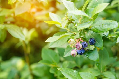 Ripe blueberries on a bush. Summer, closeupの写真素材
