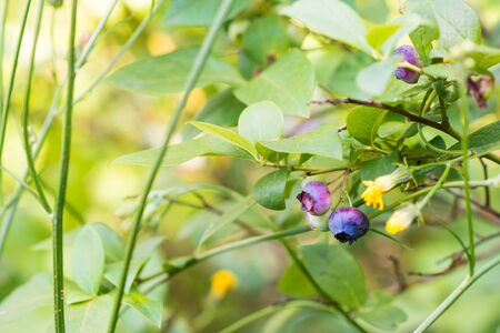 Ripe blueberries on a bush. Summer, closeupの写真素材