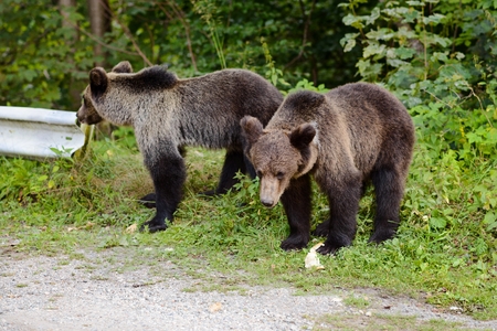 Two young bears on parking near forest. Transfogarasan Road, Romaniaの写真素材