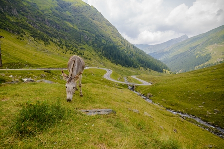 Donkey grazing on the grass by the Transfagarasan Roadin Romaniaの写真素材