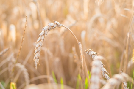 Wheat field at sunny afternoon in Poland