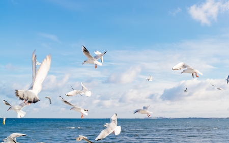 White seagulls flying over Baltic Sea in Polandの写真素材