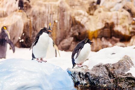 Black and white penguins walking on snowの写真素材
