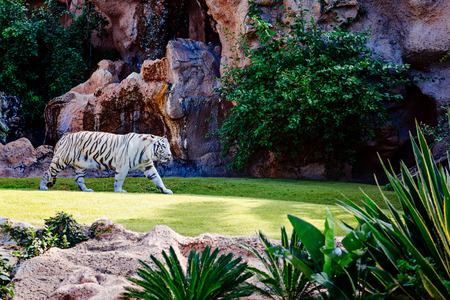 White asian bengal tiger resting and walkingの写真素材