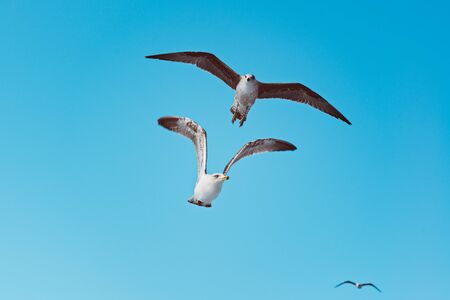 Flying seagulls on the blue sky. Tenerife, Canary Islandsの写真素材