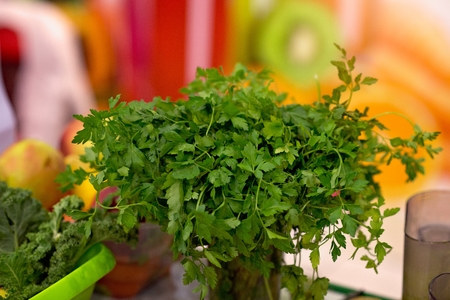Fresh green parsley in a pot. Home gardeningの写真素材