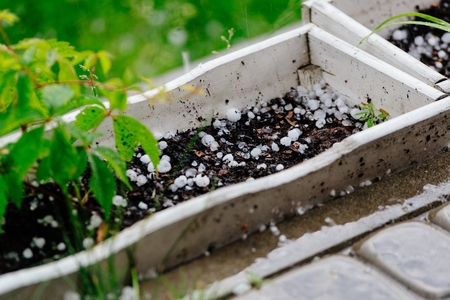 Ice hail balls after heavy summer stormの写真素材