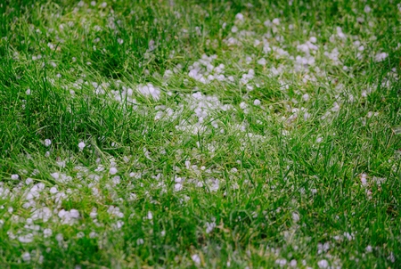 Ice hail balls after heavy summer stormの写真素材