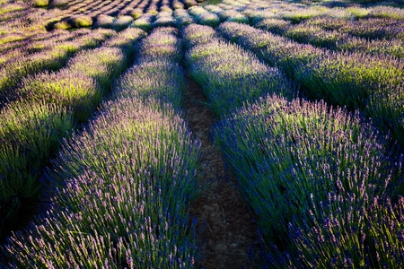 Beauty lavender flowers field. Summer landscapeの写真素材