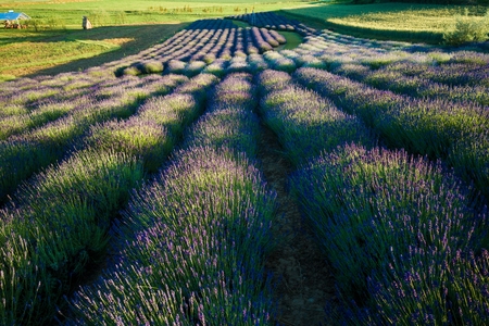 Beauty lavender flowers field. Summer landscapeの写真素材