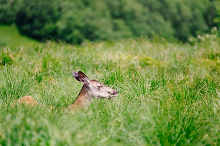 Doe female in grass. Wild animal in Polish Bieszczady Mountainsの写真素材