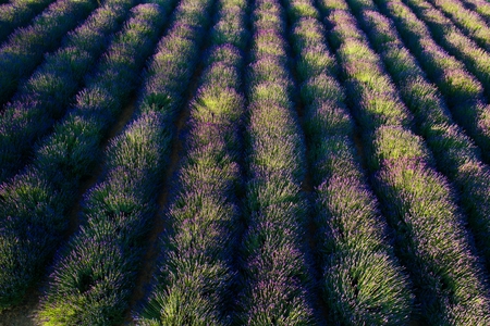 Beauty lavender flowers field. Summer landscapeの写真素材